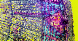 피나무 껍질의 조각 (색깔로 된 배경)