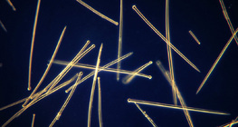 Sponge spicules (Suberites domuncula)