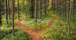 숲 속으로 난 길