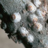 Scale-insects