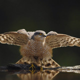 Eurasian sparrowhawk