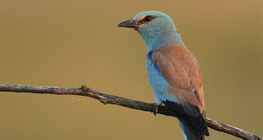 European roller
