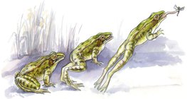 개구리의 뛰는 방법