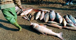 2000년의 티사 강 시안화물 유출 사건으로 죽어버린 물고기