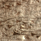 人类的大脑皮层巨锥体细胞