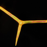 海绵骨针（棍状）