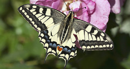 Common yellow swallowtail