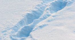 Odciski stóp na śniegu