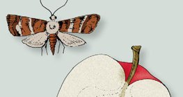 Owocówka jabłkóweczka