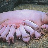 Sow with suckling piglets