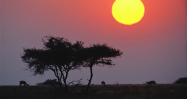 사바나 위의 해돋이