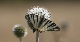 Scarce Swallowtail