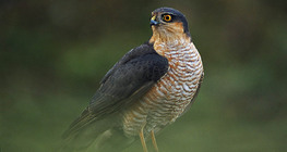 Eurasian sparrowhawk
