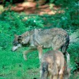 Wolves