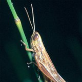 Szarańcza