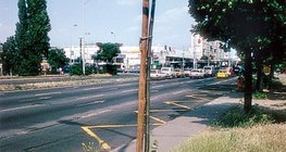 Drzewo posadzone w betonowym środowisku