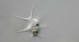 세균을 잡고 없애는 아메바푸로티우스