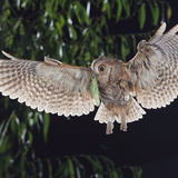 Eurasian scops owl with catch