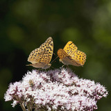 Queen of Spain fritillary
