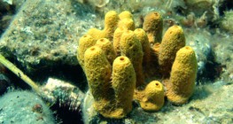 Sponge with calcium carbonate skeletons