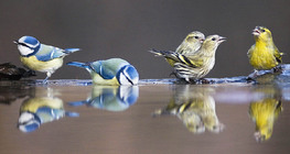Blue tits and Yellowhammers