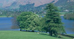 Сегодня в Англии из-за уничтожения лесов остались лишь рощи и перелески