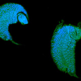 Larwa gąsienniczka, rozwijająca się pasożytniczo w kokonie muszki owocowej
