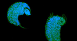 Larwa gąsienniczka, rozwijająca się pasożytniczo w kokonie muszki owocowej
