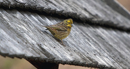 Yellowhammer