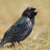 Common starling