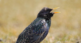 Common starling
