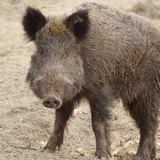 Дикий кабан