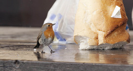 ヨーロッパのロビン