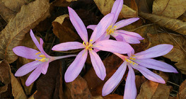 Crocus