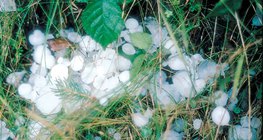 우박을 동반한 폭풍 후의 장면