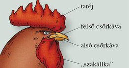 A házityúk feje