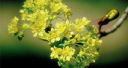 Kwiaty i owoce klonu zwyczajnego