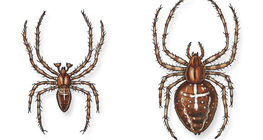 Europejski pająk Krzyżak ogrodowy (samiec i samica)