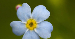 Forget-me-not