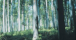 Лиственный лес