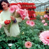 用地热温泉加热的温室