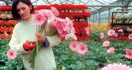 온천으로 따뜻해지는 온실