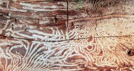 Drzewo zjadane przez korniki