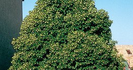 Kwitnący klon zwyczajny