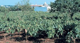 Виноградники на почве терра роса