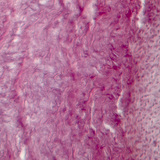 Smooth muscle and endothelial cells from a pigeon aorta