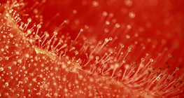 Spleśniały pomidor