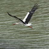 Stork