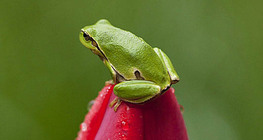 European tree frog sitting on a tulip