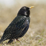 Common starling